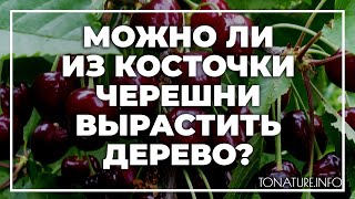 Можно ли из косточки черешни вырастить дерево? | toNature.Info