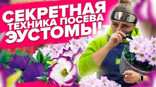 ПОСЕЙТЕ ЭУСТОМУ ТАК!