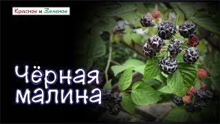 Черная малина. Особенности выращивания.