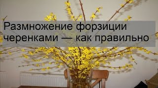 Размножение форзиции черенками — как правильно