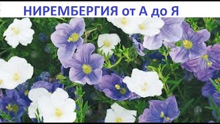 Нирембергия  от А до Я.