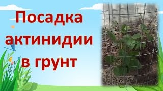 КАК ПОСАДИТЬ АКТИНИДИЮ. Выращивание актинидии. Как выращивать актинидию.