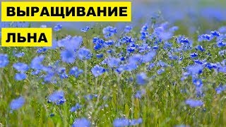 Выращивание Льна из семян как бизнес идея