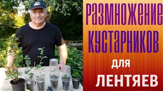 Размножение кустарников для лентяев.