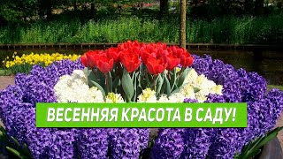 КАК ВЫРАСТИТЬ ВЕСЕННЮЮ КРАСОТУ в САДУ - ТЮЛЬПАНЫ