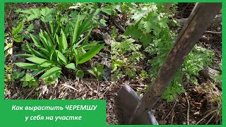 Как вырастить ЧЕРЕМШУ у себя на участке