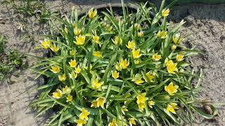 Тюльпан ботанический .  Дасистимон Тарда. Tulipa Dasystimon Tarda .