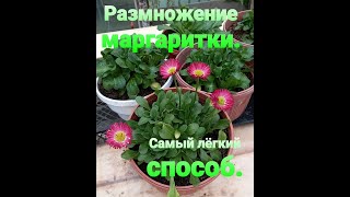 Размножение маргаритки самым простым способом.