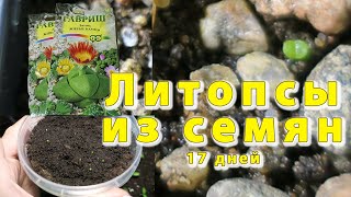 Выращивание живых камней из семян. Мои ошибки