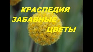 ВЫРАСТИТЬ КРАСПЕДИЮ НЕ СЛОЖНО!