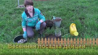 Весенняя посадка дейции