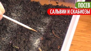 Выращивание САЛЬВИИ и СКАБИОЗЫ ИЗ СЕМЯН от А до Я. ПОСЕВ. Мои цветы. Мой опыт.