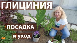 Как сажать глицинию