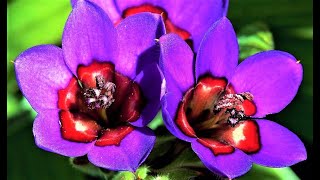Редкие луковичные цветы для сада и дома