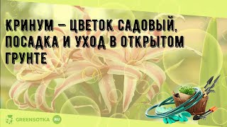 Кринум — цветок садовый, посадка и уход в открытом грунте