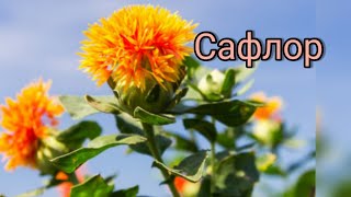 Сафлор. Интересный опыт