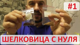 Как вырастить шелковицу с нуля. Часть #1 - замачивание семян шелковицы