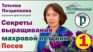 Секрет выращивания махровой петунии. Советы агронома Татьяны Поздняковой