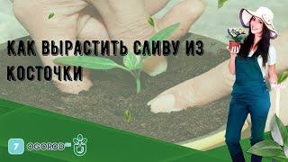 Как вырастить сливу из косточки