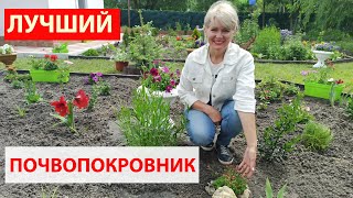 Как сажать камнеломку. Как посадить почвопокровные растения