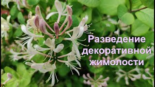 Разведение и обзор декоративной жимолости