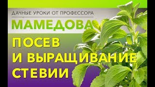 Посев и выращивание стевии.
