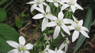 Растения для альпийской горки. Хионодокс посадка и уход