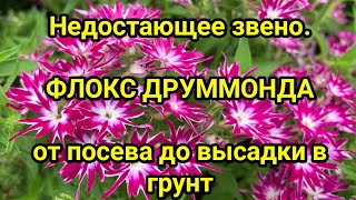 Недостающее звено  ФЛОКС ДРУММОНДА от посева до высадки в грунт