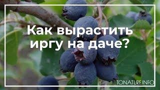 Как вырастить иргу на даче? | toNature.Info