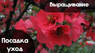 Как Выращивать АЙВУ Японскую, а также ВСЁ о Посадке и Уходе