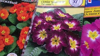 Как вырастить примулу из семян