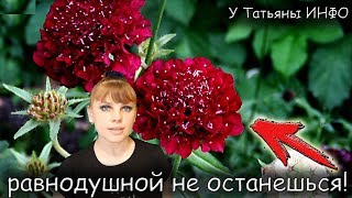 Эти НЕОБЫЧНЫЕ ЦВЕТЫ способны ОЖИВИТЬ любую КЛУМБУ!