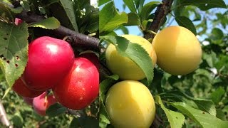 ВЫРАЩИВАНИЕ АЛЫЧИ (ПОСАДКА,ПОДКОРМКИ, УХОД)