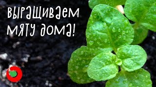 Как посеять мяту дома? Выращивание мяты на подоконнике из семян.