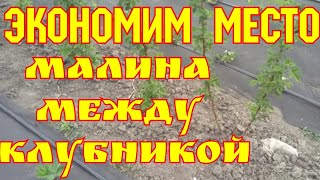 Малина между клубникой, доделываем прошлогодние недоделки!