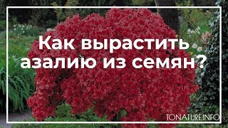 Как вырастить азалию из семян? | toNature.Info