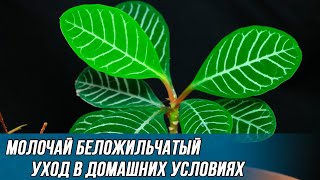 Как правильно ухаживать за молочаем беложильчатым в домашних условиях