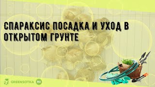 Спараксис посадка и уход в открытом грунте