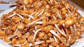 Выращивание опят в домашних условиях круглый год