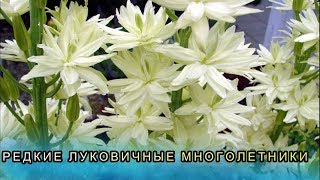 ✧РЕДКИЕ ЛУКОВИЧНЫЕ МНОГОЛЕТНИКИ ДЛЯ САДА✧