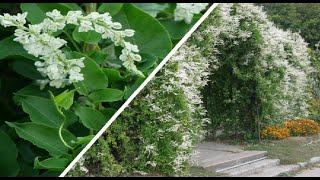 Фал­ло­пия. Горцы – многолетние лианы.