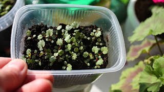 Как вырастить крупноплодную клубнику из семян. Садовая Земляника