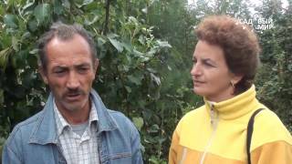 Как выращивать грушу в Средней полосе. Советы агронома. Сайт "Садовый мир"