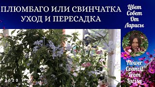 ПЛЮМБАГО ИЛИ СВИНЧАТКА УХОД И ПЕРЕСАДКА 4К