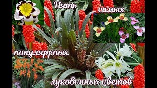 5 самых популярных луковичных цветов весенней посадки.