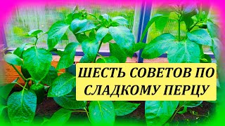 ШЕСТЬ советов по выращиванию сладкого ПЕРЦА в теплице. Почему не растет перец. Выращивание перца.