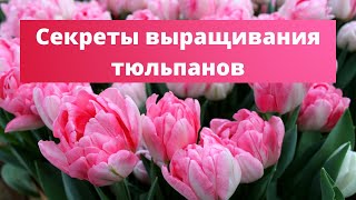 МАХРОВЫЕ ТЮЛЬПАНЫ САЖАЙТЕ ТОЛЬКО ТАК! | Удобрение и посадка луковичных культур