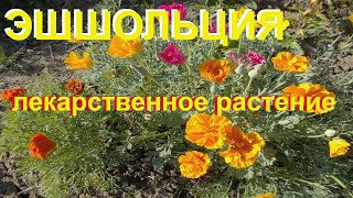 СЕЮ В МАЕ ЭШШОЛЬЦИЮ , чем она полезна