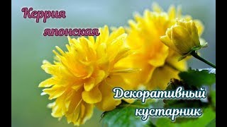 Керрия японская уход посадка
