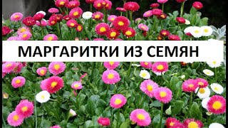 Маргаритки из семян.